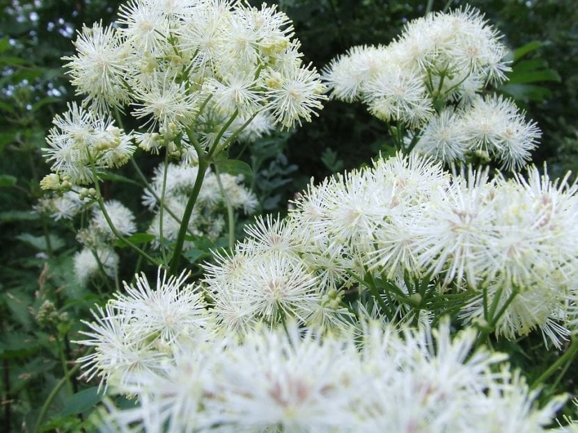 Inflorescencia blanca y densa de la reina de los prados