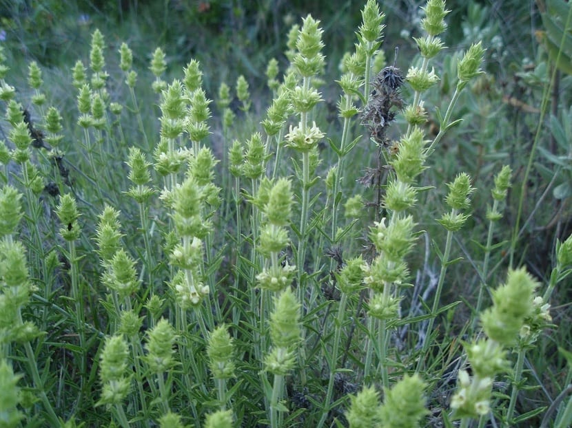 Ejemplar de Sideritis angustifolia con inflorescencias espiciformes