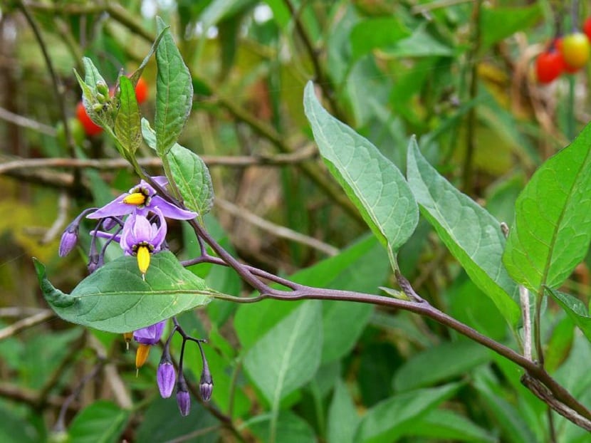 Flores violeta con cono amarillo de Solanum dulcamara