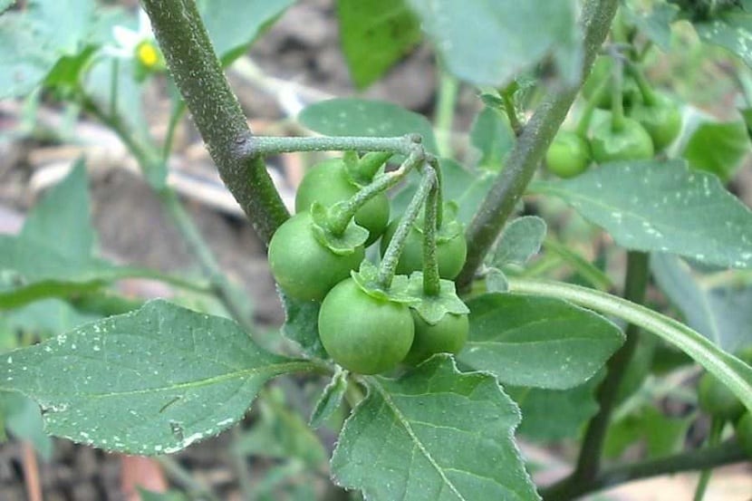 Hierba mora (Solanum nigrum): toxicidad y manejo