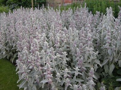 Stachys byzantina en flor, con espigas de flores púrpura sobre tallos lanudos