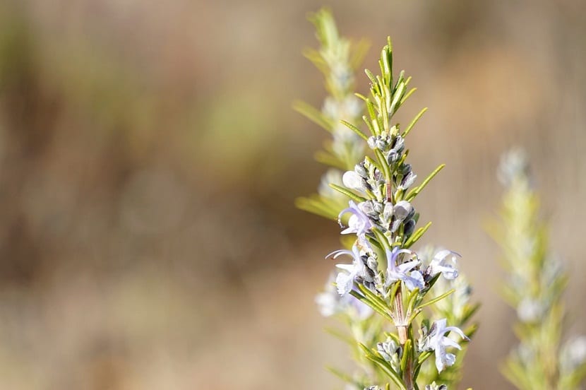 Mata de romero en flor, con flores de color azul violáceo