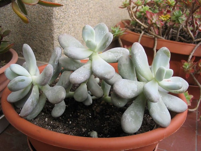 Pachyphytum bracteosum con sus hojas carnosas cubiertas de pruina