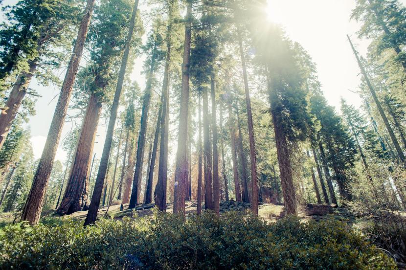 Bosque de hayas, escenario de La vida secreta de los árboles
