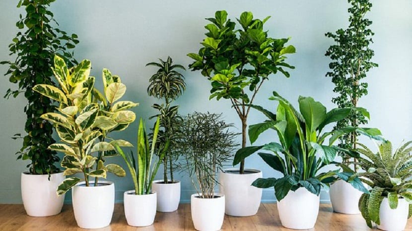 Plantas verdes de interior junto a una ventana
