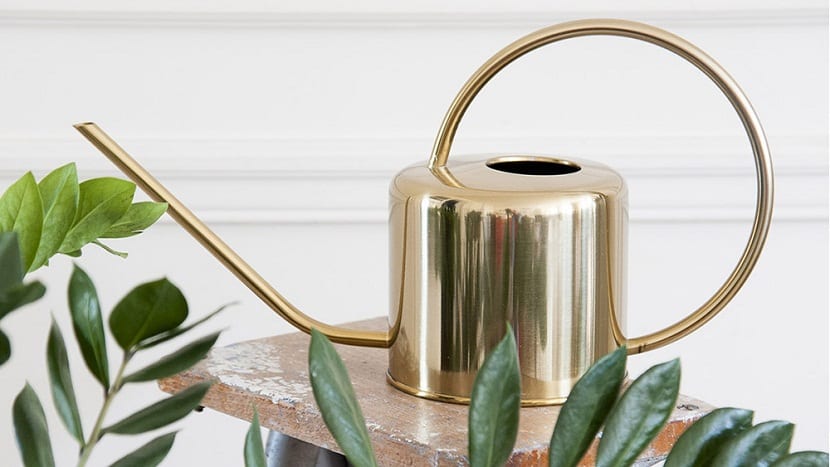 Regando una planta de interior con moderación