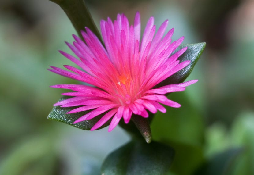 Mata de Aptenia cordifolia con hojas carnosas y flores magenta
