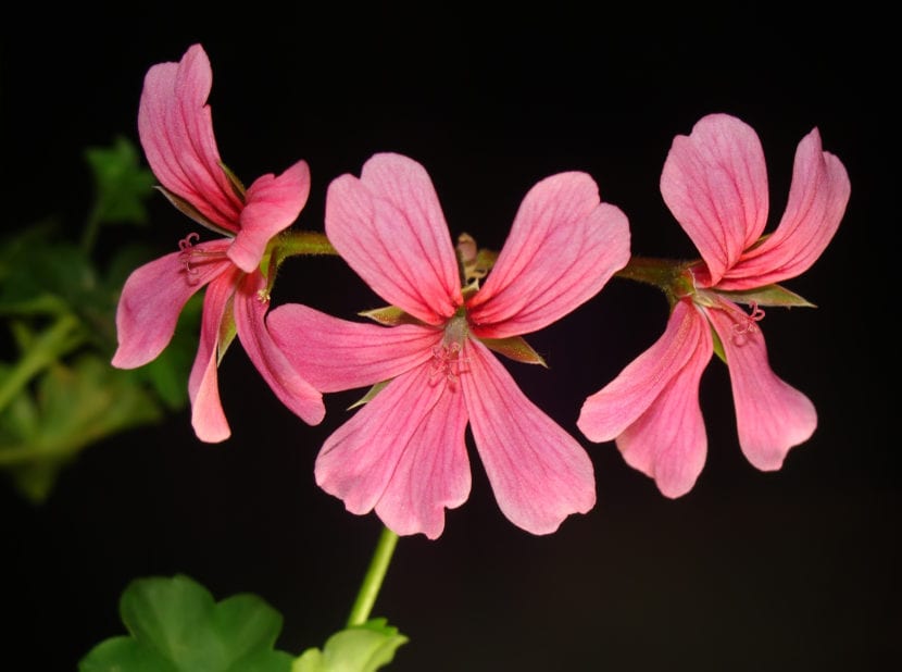 Flores rosas de Pelargonium peltatum, el geranio de hiedra o gitanilla