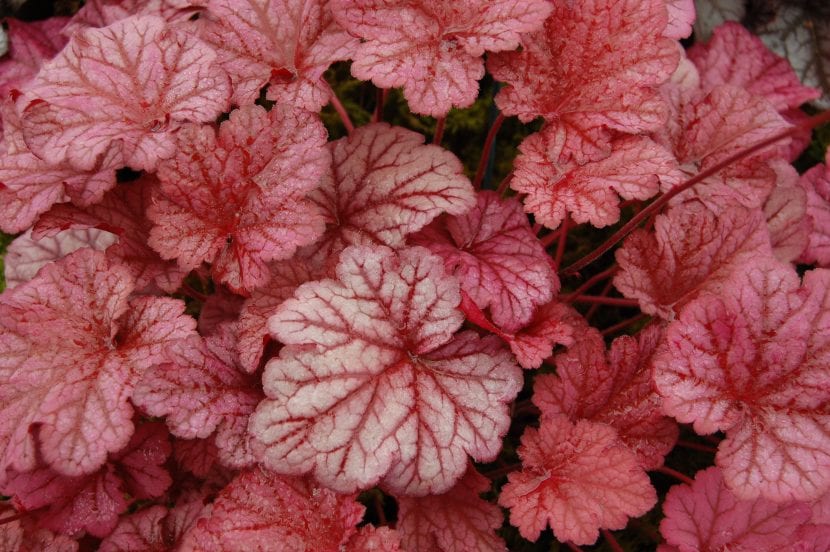 Heuchera de hojas rojizas cultivada en sombra