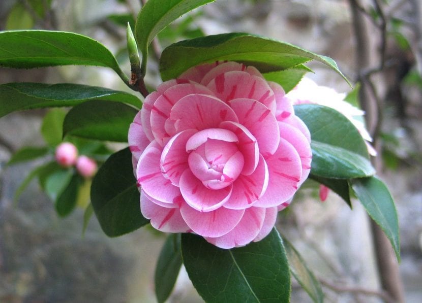 Flor de camelia rosa abierta sobre follaje verde brillante