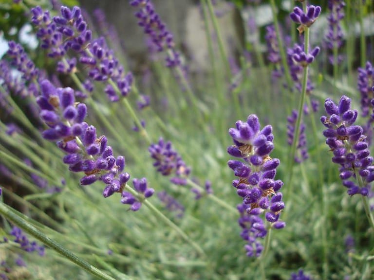 Mata de lavanda en flor