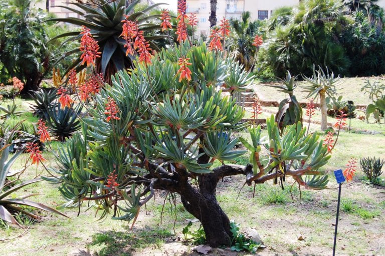 Kumara plicatilis con sus hojas dispuestas en abanico