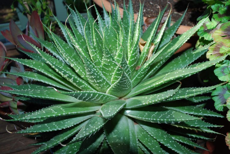 Roseta de Aristaloe aristata con tubérculos blancos en las hojas