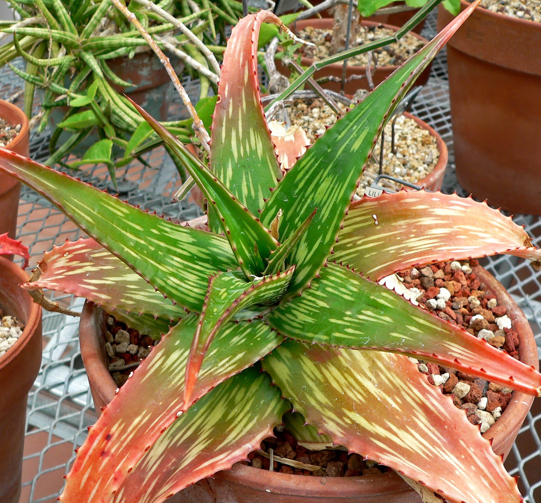 Cinco tipos de Aloe ornamentales para patio y terraza