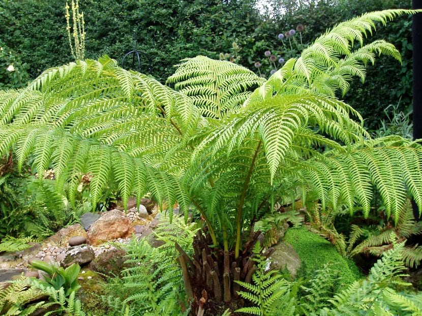Dicksonia antarctica con su tronco fibroso cubierto de raíces