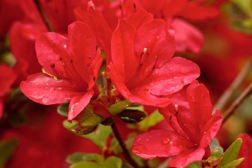 Azalea de flor roja en plena floración