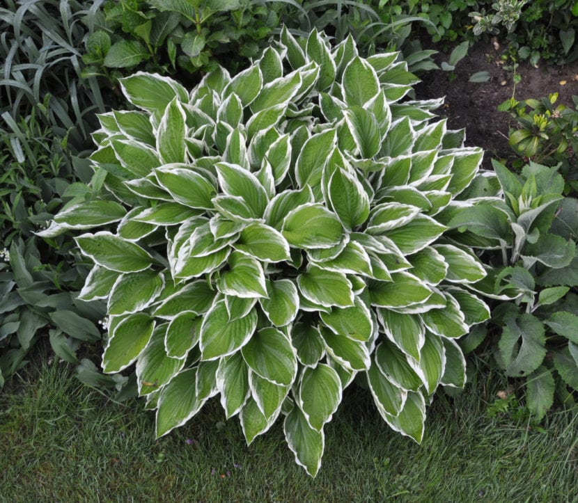 Hostas de hoja ancha en un macizo de sombra