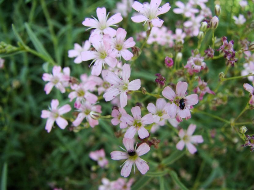 Flores blancas de la alborada, Gypsophila repens