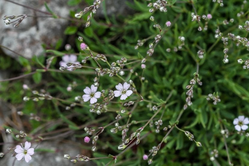 Mata de Gypsophila repens cubriendo el suelo en flor