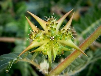 Fruto espinoso del Tribulus terrestris dividido en cocos