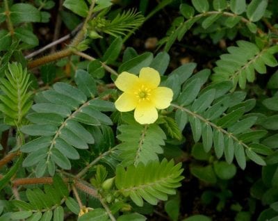 Planta de abrojos, Tribulus terrestris, extendida sobre el suelo