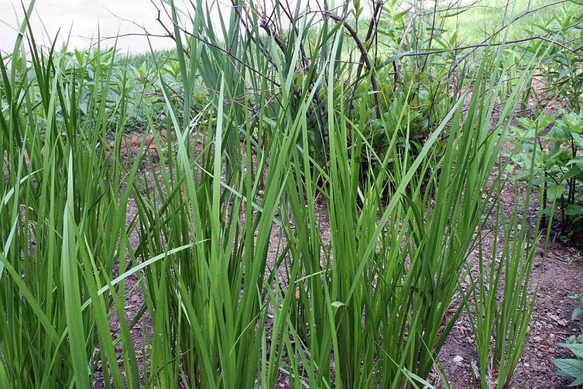 Mata de Acorus calamus creciendo en la orilla de una charca