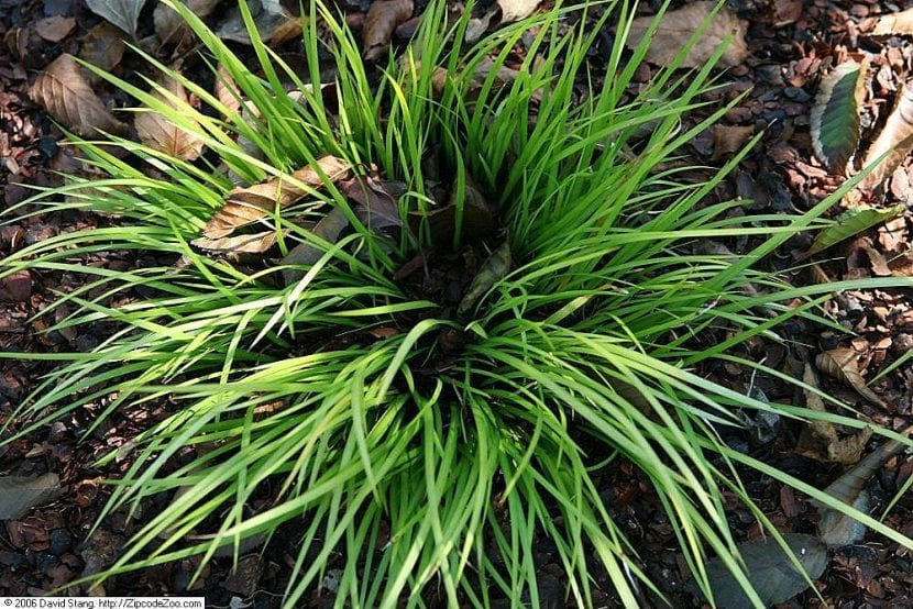 Acorus gramineus Minimus Aureus, variedad enana de hoja dorada