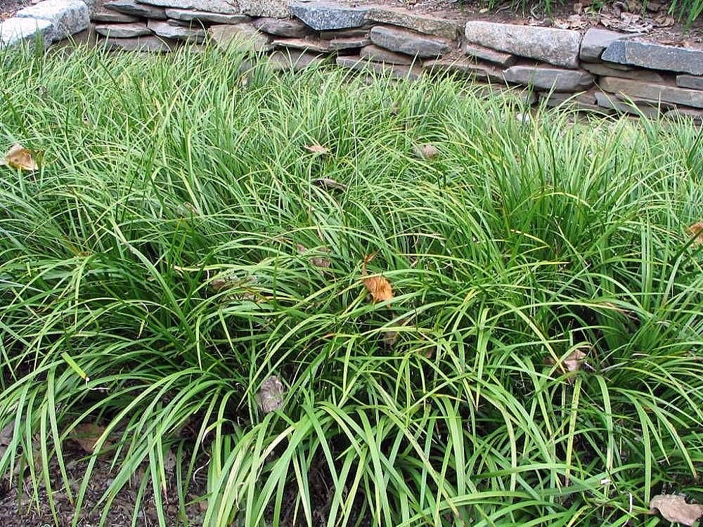 Acoro: cultivo en estanque, cuidados y toxicidad