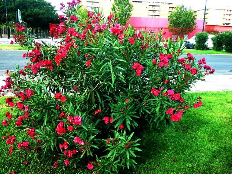 Mata de adelfa en un jardín, arbusto venenoso en todas sus partes