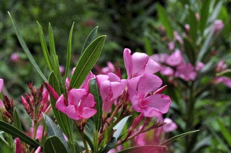 Flores rosadas de adelfa, Nerium oleander, en plena floración estival