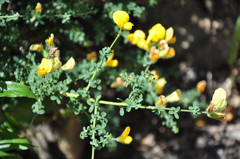 Detalle de las pequeñas flores amarillas del Adenocarpus sobre las ramas