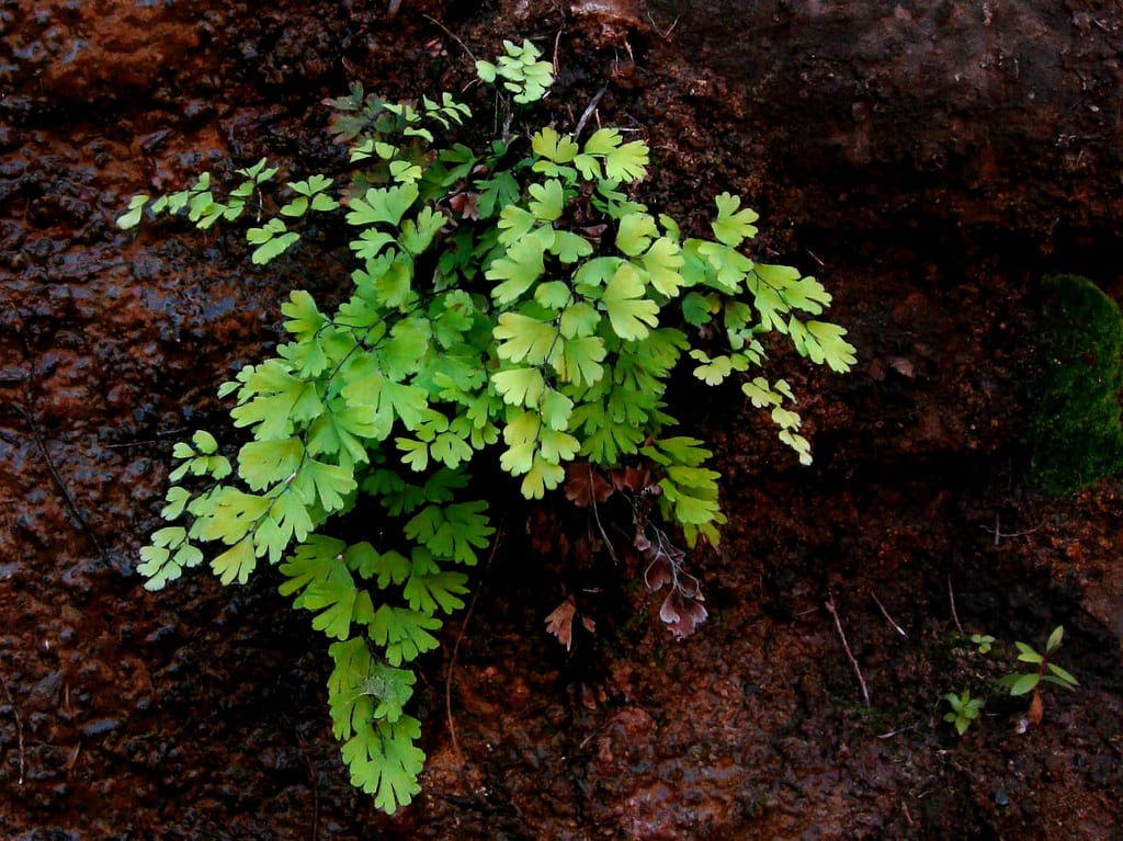Frondes de culantrillo de pozo con raquis negro y foliolos verdes en abanico