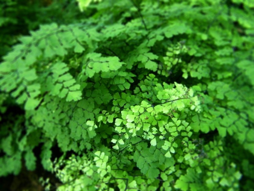 Frondes de Adiantum raddianum con pinnas pequeñas de color verde claro
