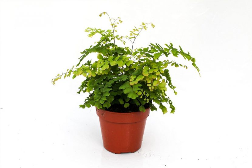 Ejemplar de Adiantum raddianum cultivado en maceta