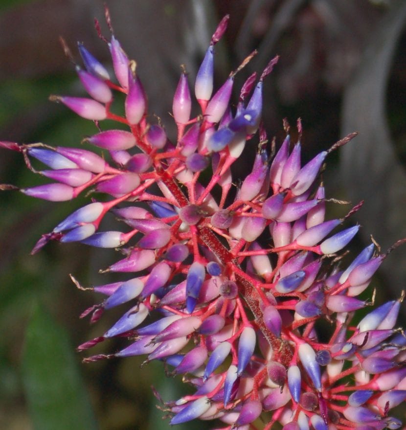 Aechmea fendleri con su inflorescencia ramificada