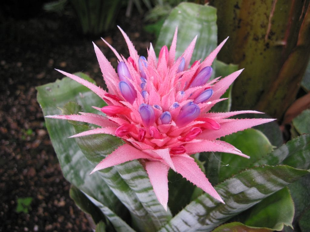 Aechmea: cuidados, riego en copa e hijuelos de la bromelia