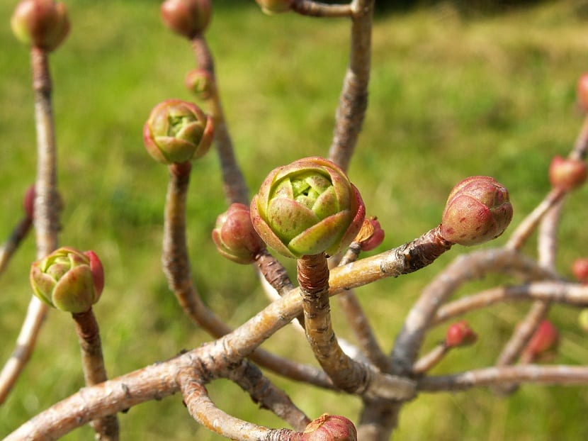 Arbusto suculento muy ramificado de Aeonium spathulatum