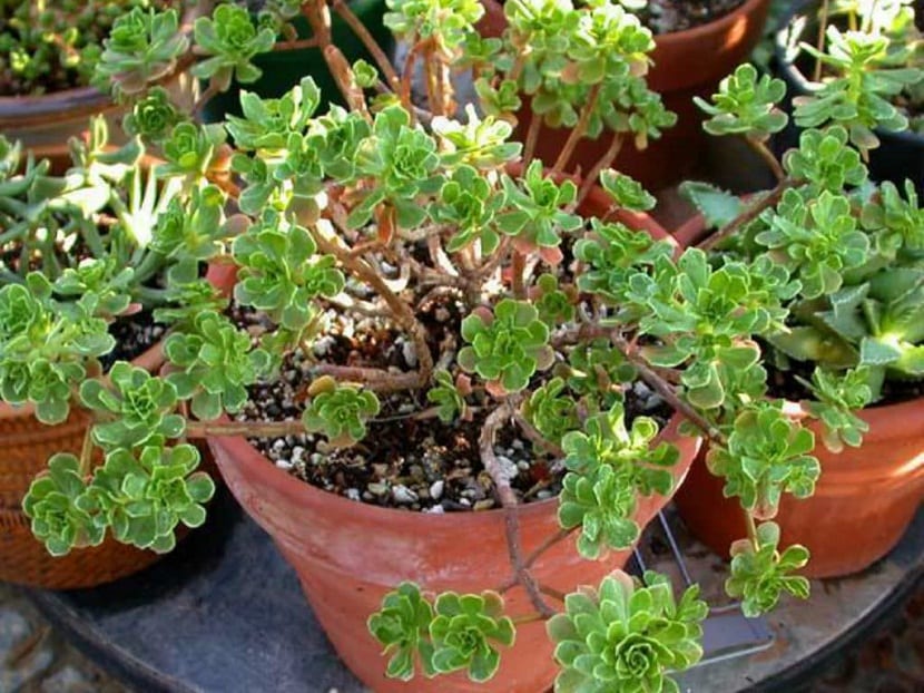 Maceta con Aeonium spathulatum de hojas verdes en roseta