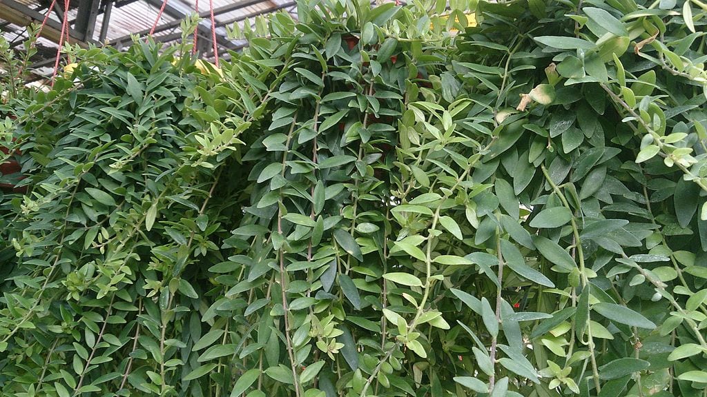 Planta de Aeschynanthus radicans en cesta colgante