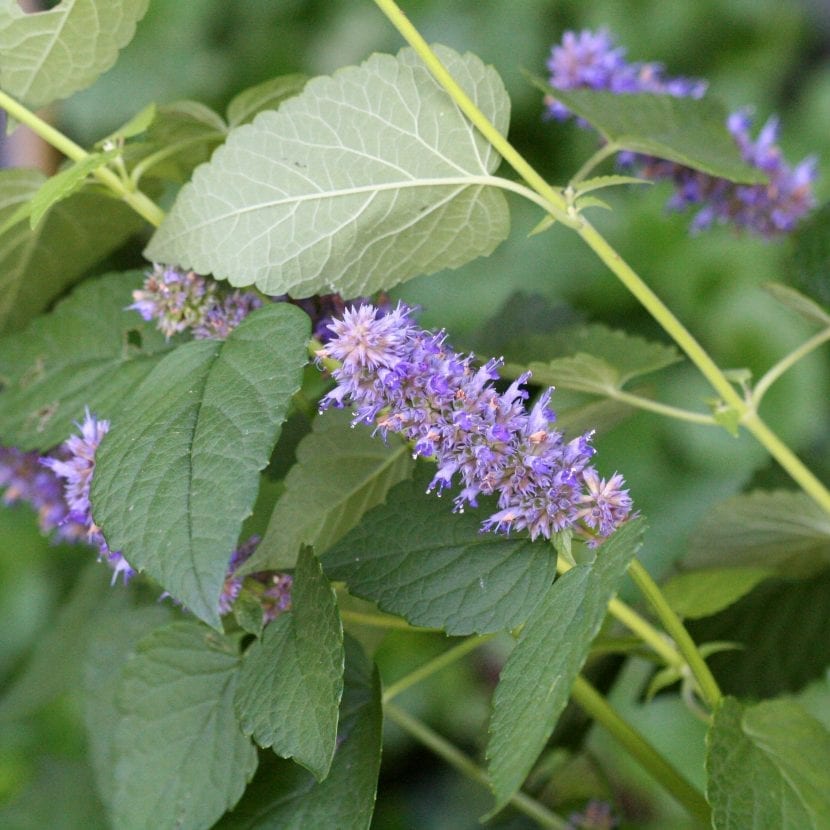 Agastache foeniculum, el llamado hisopo anisado