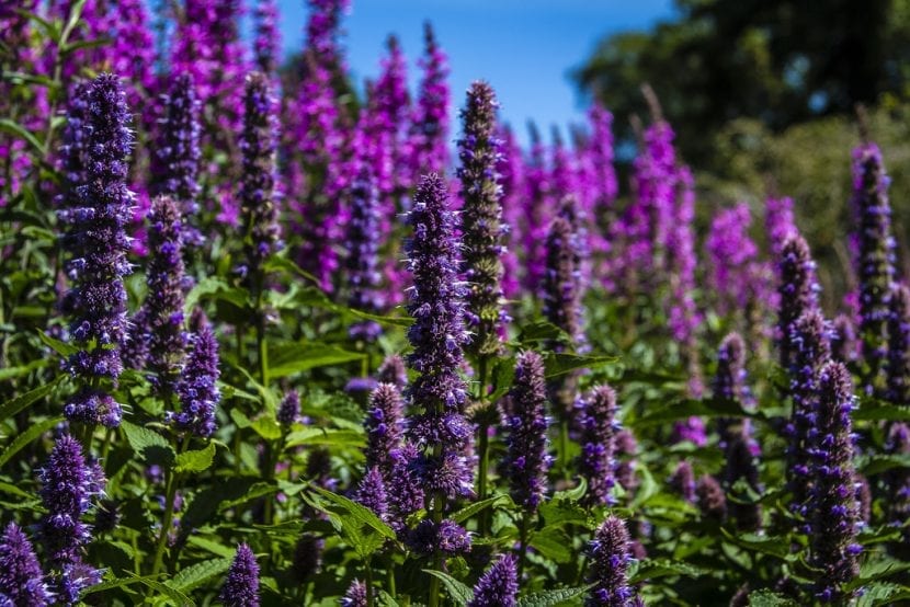 Espigas florales de Agastache rugosa en flor