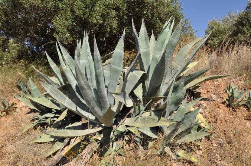 Ejemplares de Agave americana con sus rosetas de hojas glaucas