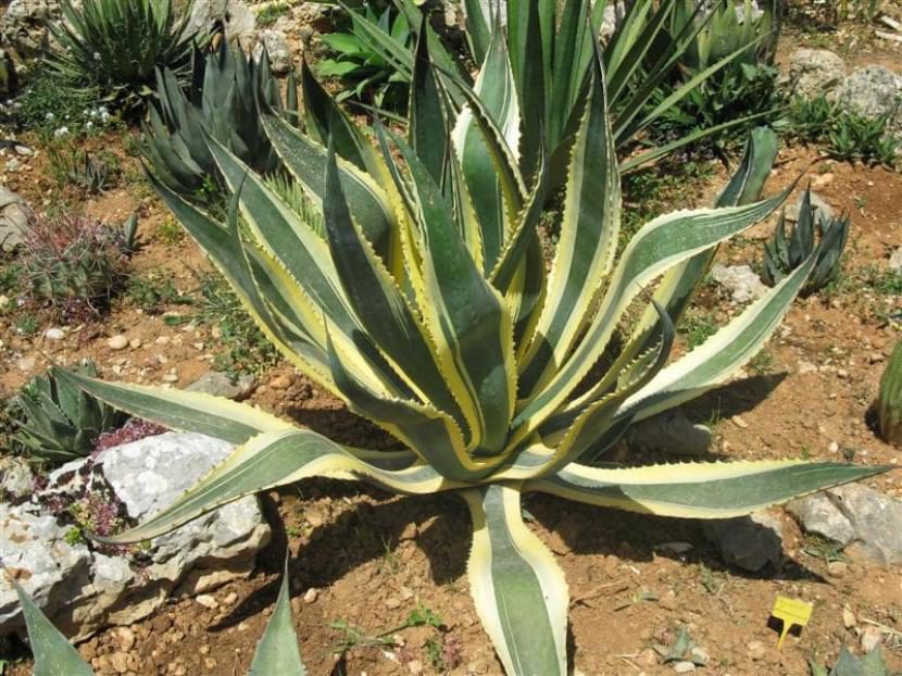 Agave americana variedad Marginata con hojas bordeadas de amarillo