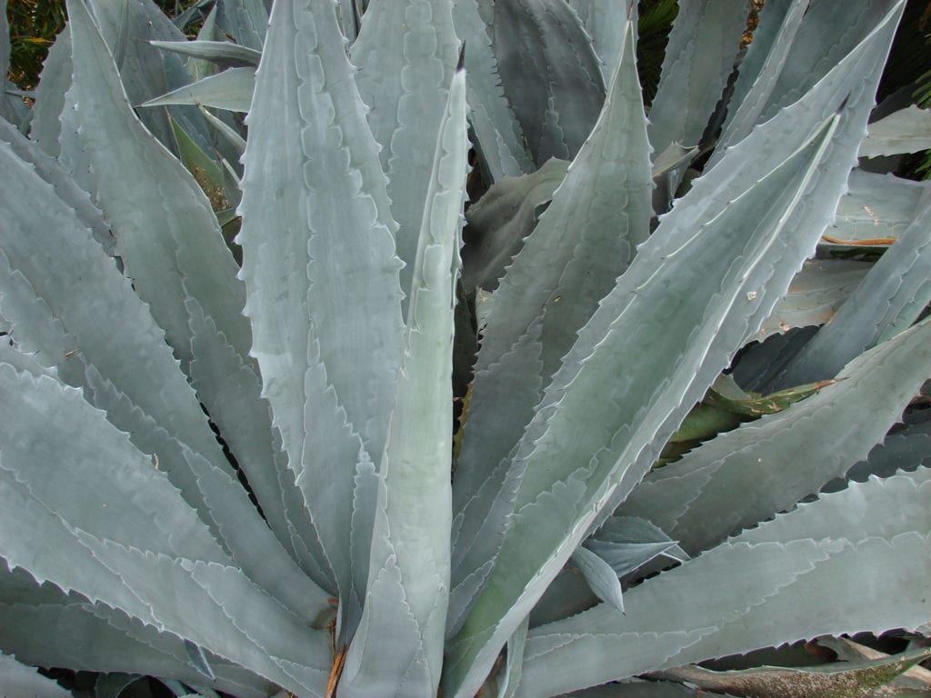 agave-americana