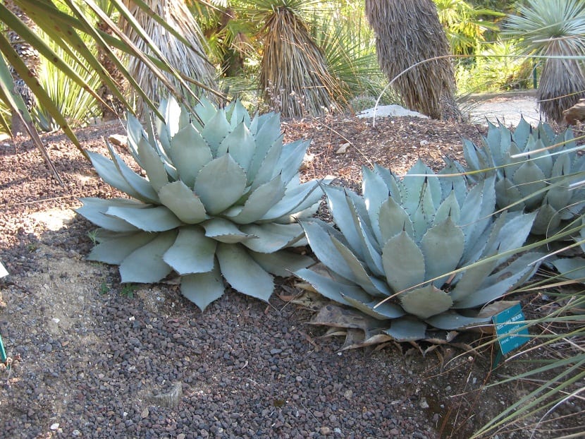 Hojas puntiagudas y espinosas de agave en un jardín de rocalla