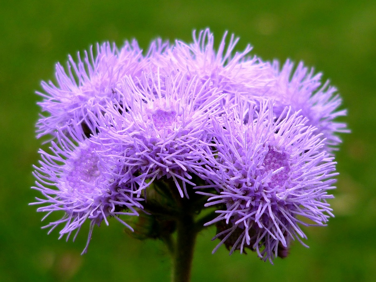 Flores lila de Ageratum houstonianum vistas de cerca