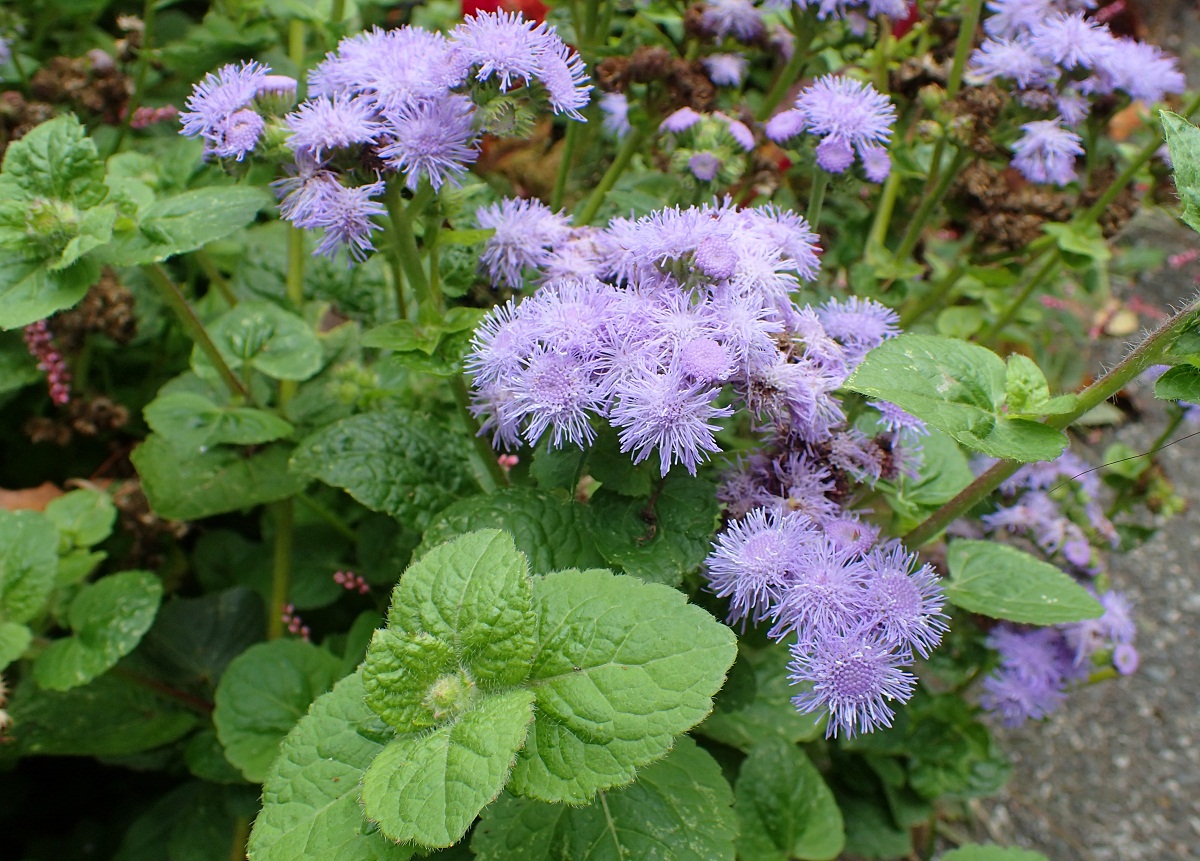 Mata de agerato con flores finas de color lila en la entrada de una casa