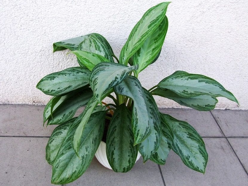Hojas jaspeadas de Aglaonema commutatum