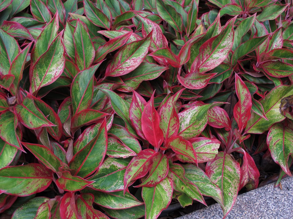 Aglaonema: cuidados, luz, riego y toxicidad