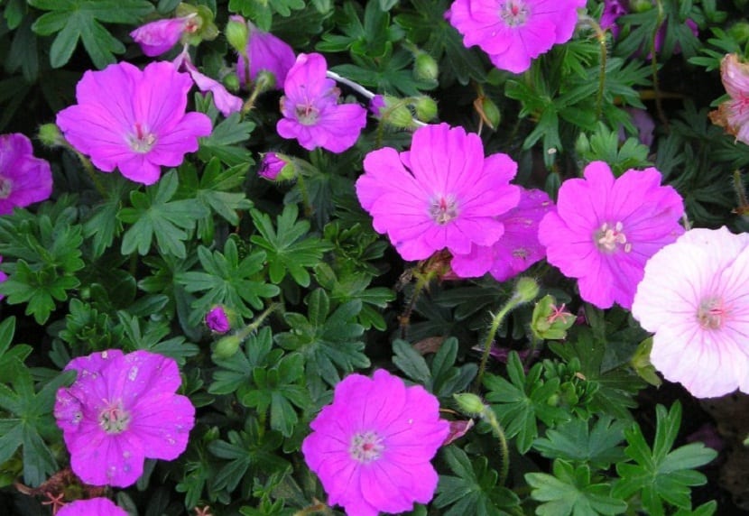 Mata de geranio sangriento cubierta de flores rosadas